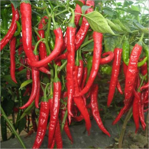 Red Chilli