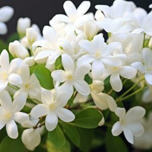 Jasmine